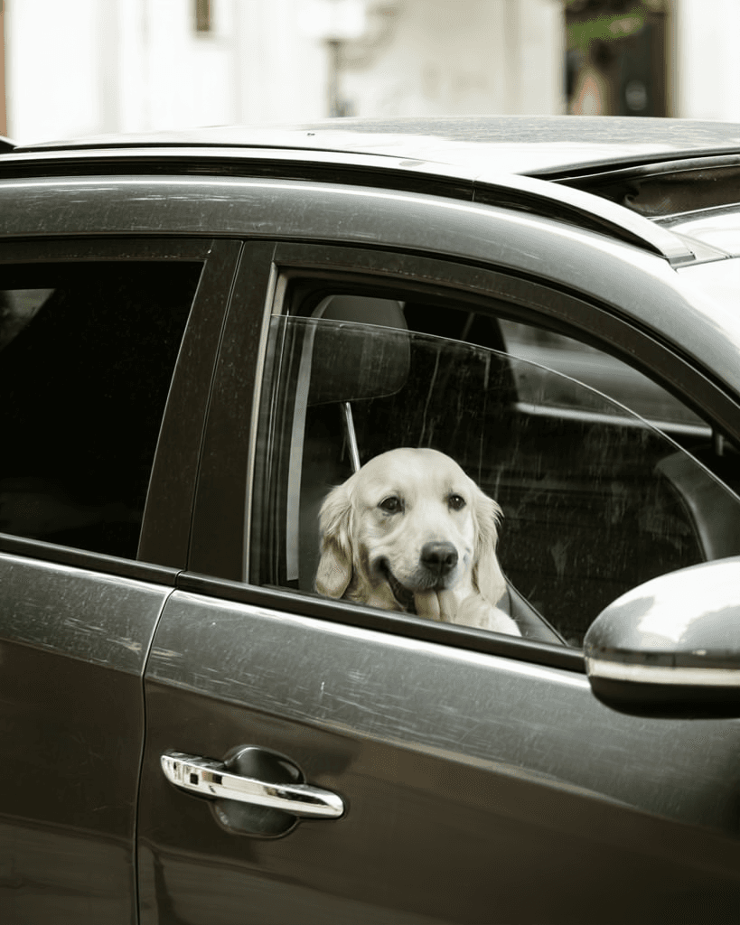 Before Reflection Removal